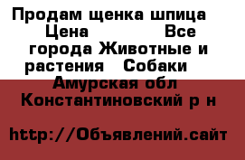 Продам щенка шпица.  › Цена ­ 15 000 - Все города Животные и растения » Собаки   . Амурская обл.,Константиновский р-н